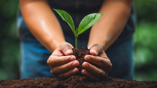 Penanaman 2 miliar pohon