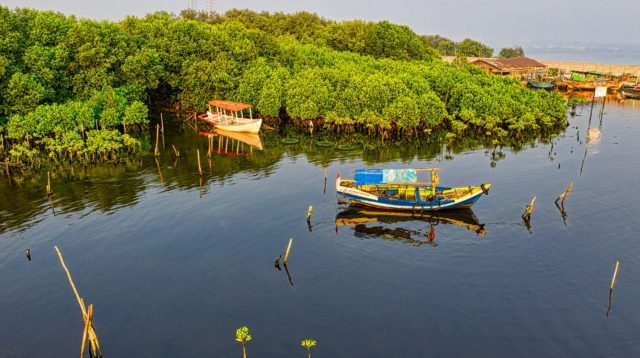 Mangrove pesisir