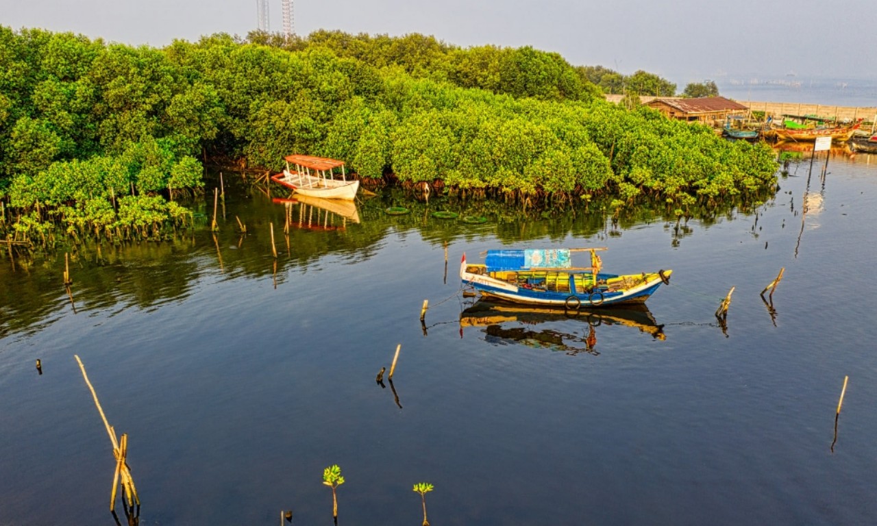 Mangrove pesisir