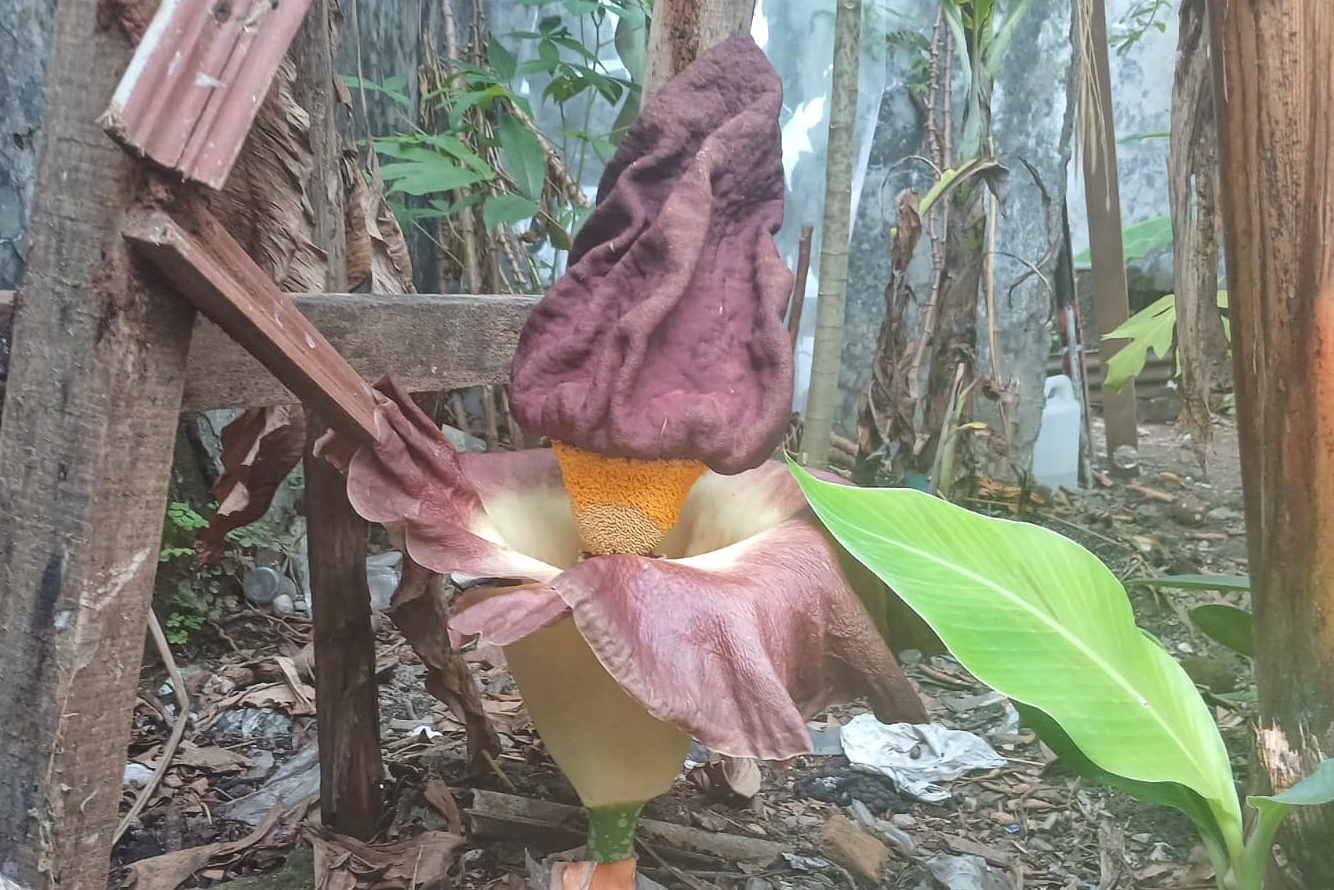 Bunga suweg Kota Depok