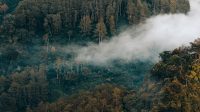 Hutan di Indonesia