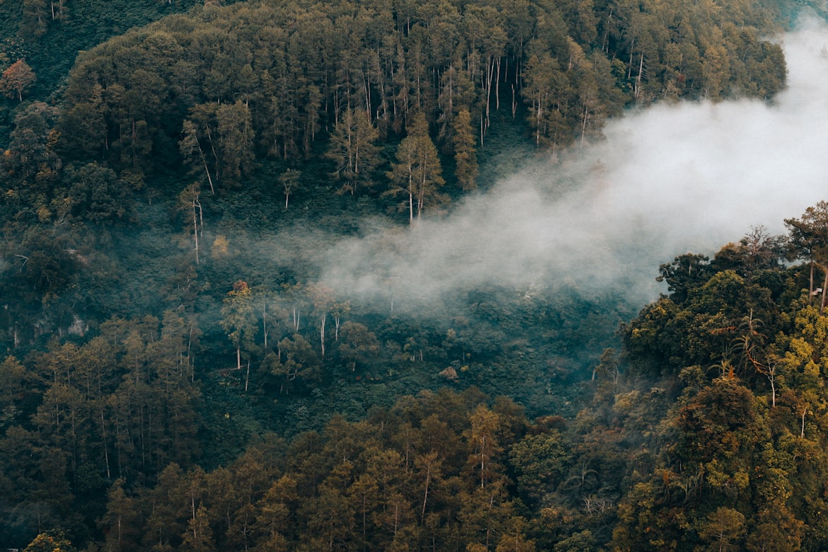 Hutan di Indonesia